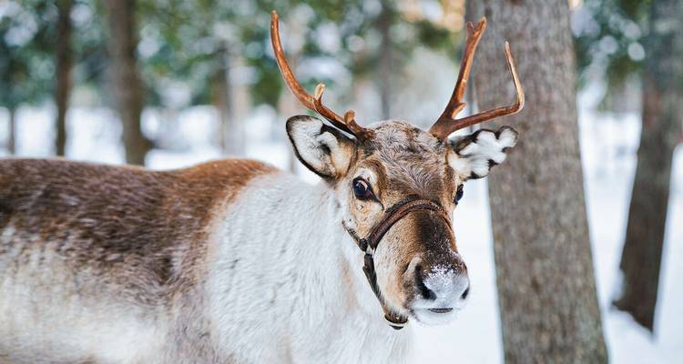 Aventure hivernale en Laponie finlandaise - Explore! 8