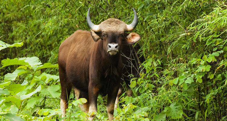 Gaur debout dans une végétation luxuriante.