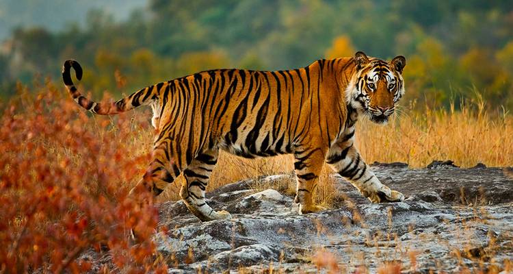 Tigre marchant à travers une zone herbeuse.