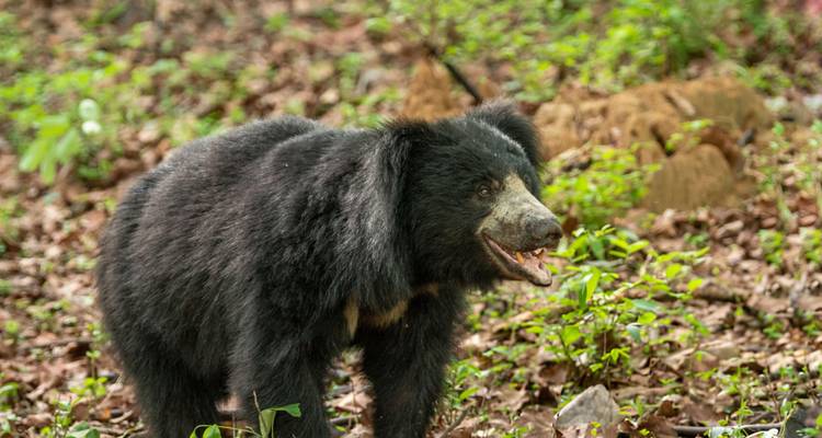 Triángulo de Oro con el Parque Nacional de Ranthambhore - Trip India Hotels and Holidays  10