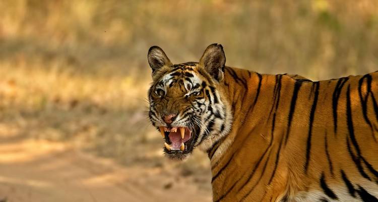 Triángulo de Oro con el Parque Nacional de Ranthambhore - Trip India Hotels and Holidays  9