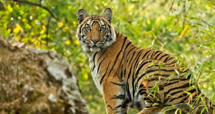 Triángulo de Oro con el Parque Nacional de Ranthambhore - Trip India Hotels and Holidays  8