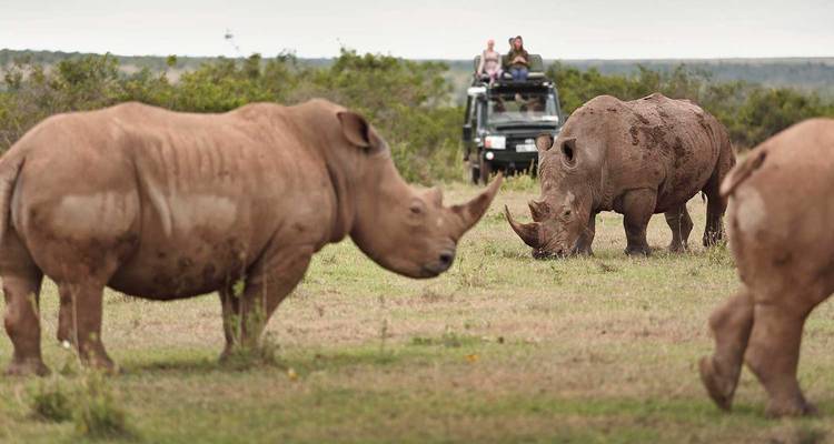 2 Días de Safari de Lujo en el Rancho Solio en Jeep 4x4 Land Cruiser - Gracepatt Ecotours Kenya 6