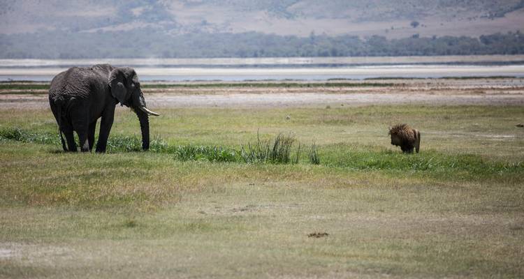 Elefant und Löwin in einer grasbewachsenen Ebene in der Nähe eines Gewässers.