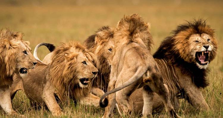 Gruppe von Löwen, die sich sozial verhalten in der Savanne.