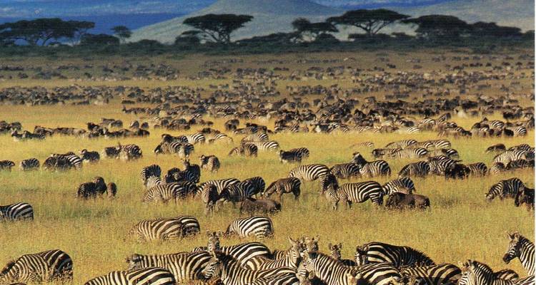 Safari Clásico de 5 días en Tanzania - Serengeti y Ngorongoro - Lights on Africa Destinations & Safaris 7