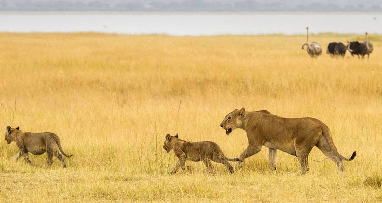 5-Day VIP Tour in Serengeti - Tanzania - Lights on Africa Destinations & Safaris 7
