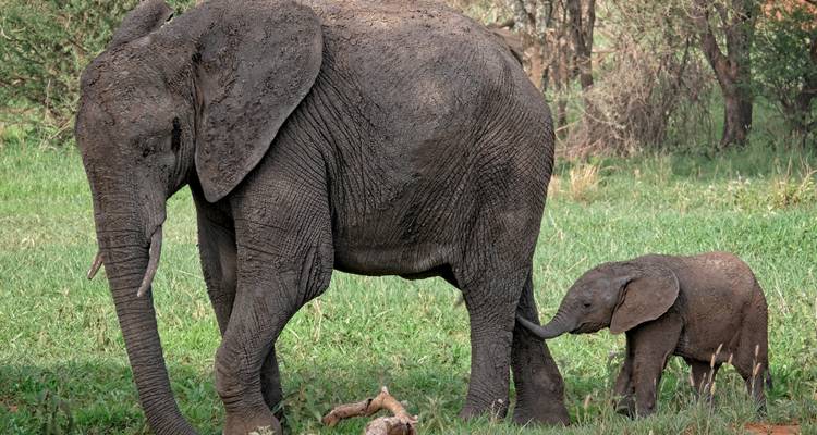 3 jours : le meilleur du Serengeti et du cratère du Ngorongoro - Serengeti Access Safaris 1