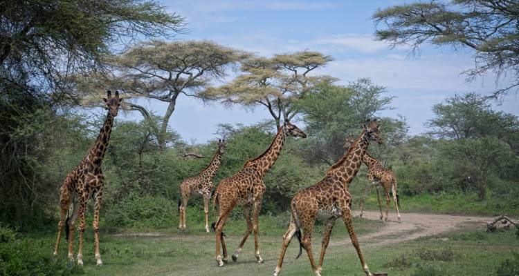 3 jours : le meilleur du Serengeti et du cratère du Ngorongoro - Serengeti Access Safaris 2