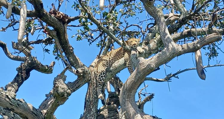 3 jours : le meilleur du Serengeti et du cratère du Ngorongoro - Serengeti Access Safaris 3