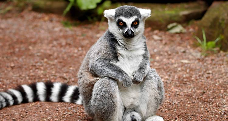 Magie à Madagascar - Mudita Adventures 1