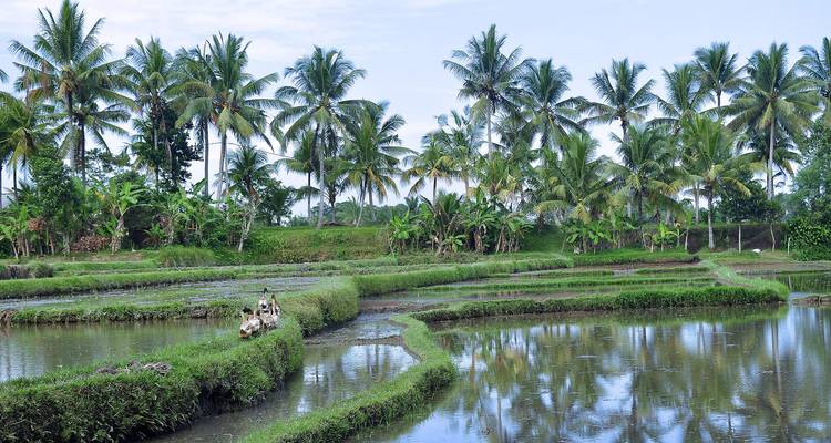 Indonesia - Java y Bali - Paradise Reise Service 2