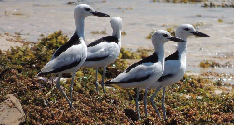 Escapades dans le sud : Parcs nationaux et charme côtier d'Anakao - Bio D Island LLC 10