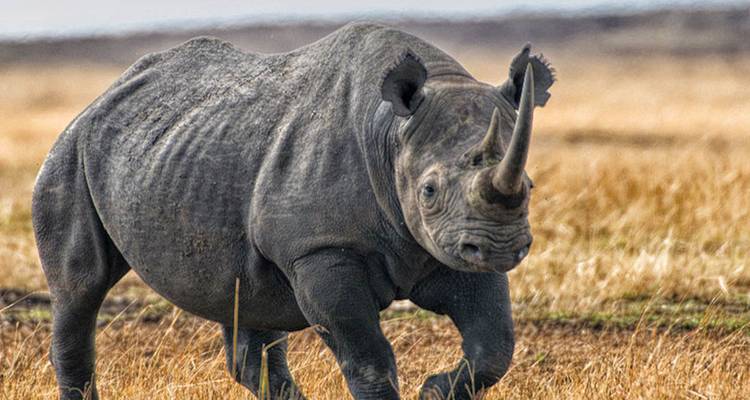 6-Day Tanzania Prides of Lions Tour - Lights on Africa Destinations & Safaris 7