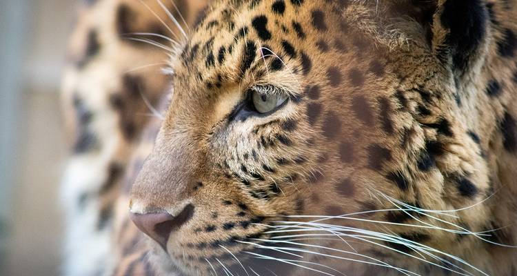 Desde Delhi: Safari de 3 días en Leopardo y Excursión al Triángulo de Oro - Golden Triangle Tours Of India 7