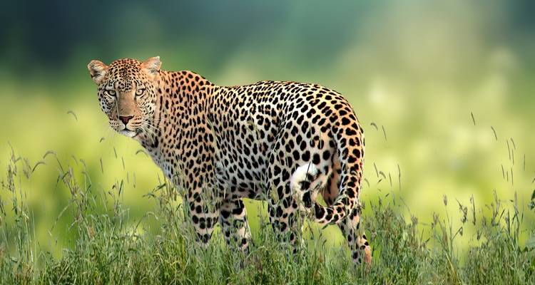 Desde Delhi: Safari de 3 días en Leopardo y Excursión al Triángulo de Oro - Golden Triangle Tours Of India 3