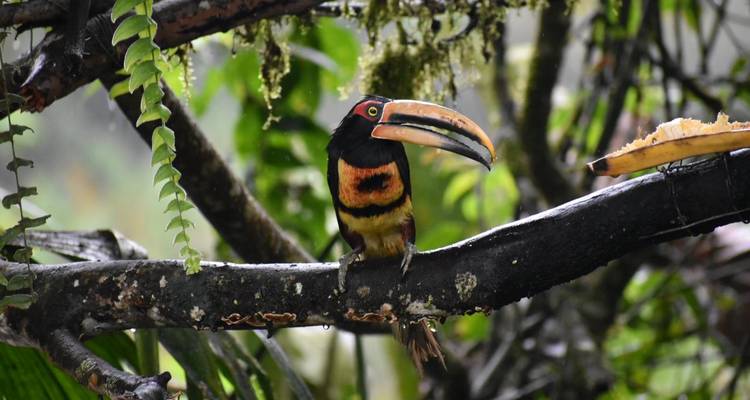 Toucan coloré perché sur une branche d'arbre dans une forêt.