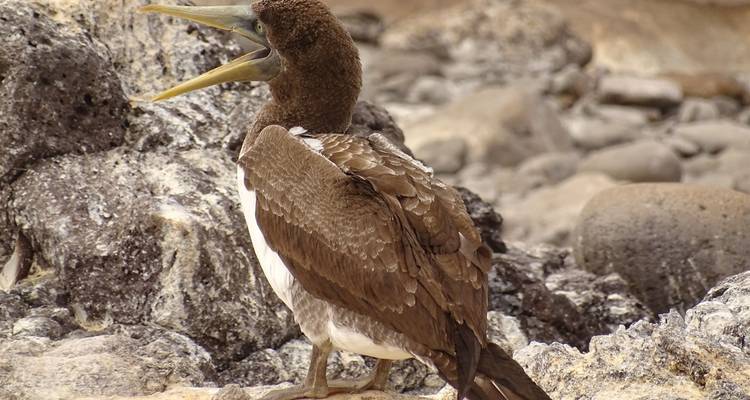 Oiseau avec un bec ouvert debout sur un terrain rocheux.