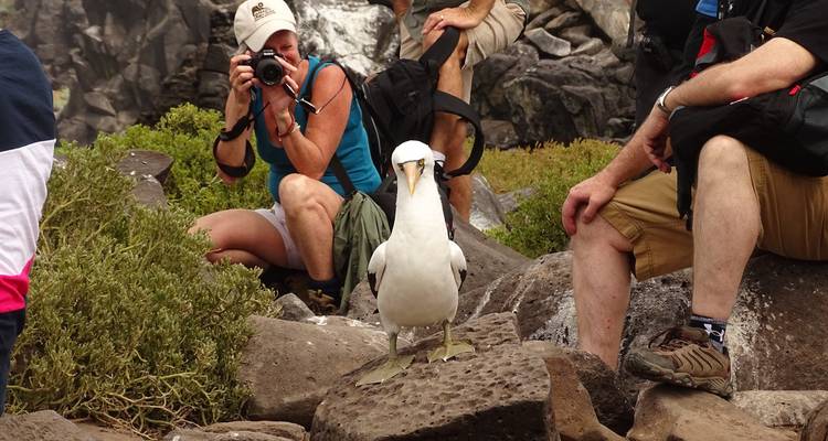 Des gens photographiant un oiseau blanc sur un terrain rocheux.