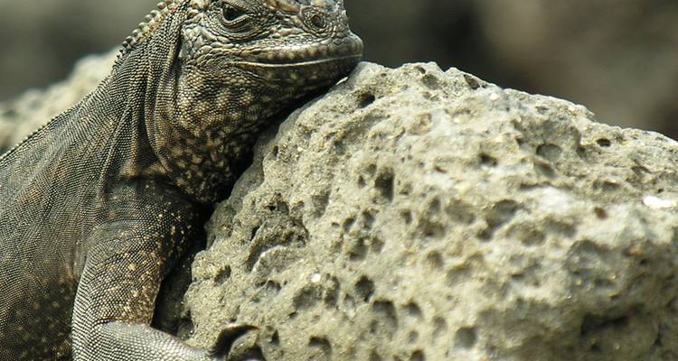 Ecuador al Descubierto:  Paisajes urbanos, aguas termales y maravillas de las Galápagos - Green Adventures 4