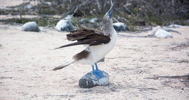 Ecuador al Descubierto:  Paisajes urbanos, aguas termales y maravillas de las Galápagos - Green Adventures 7