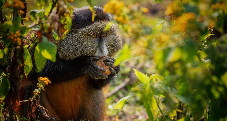 Uganda and Rwanda Gorilla Discovery - Explore! 4