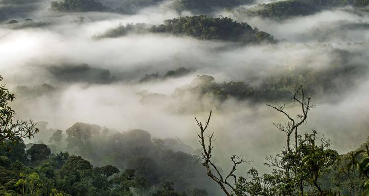 Uganda and Rwanda Gorilla Discovery - Explore! 6