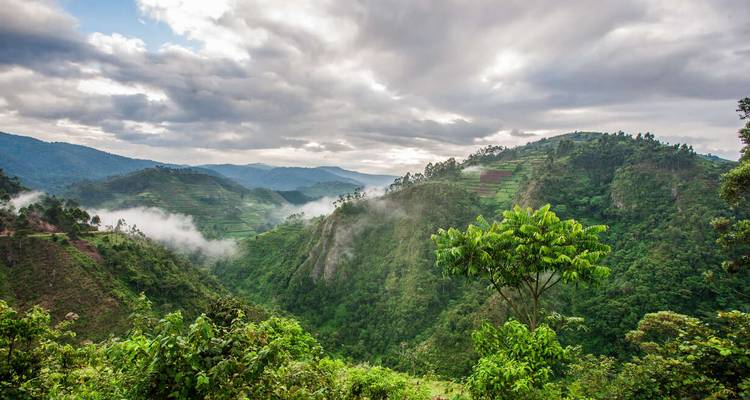 Uganda and Rwanda Gorilla Discovery - Explore! 7