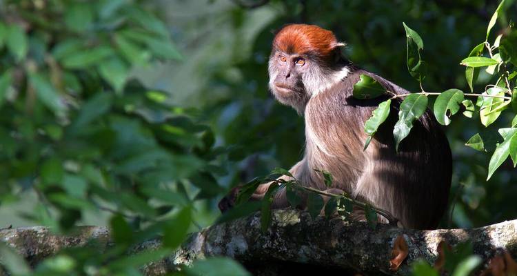 Uganda and Rwanda Gorilla Discovery - Explore! 10