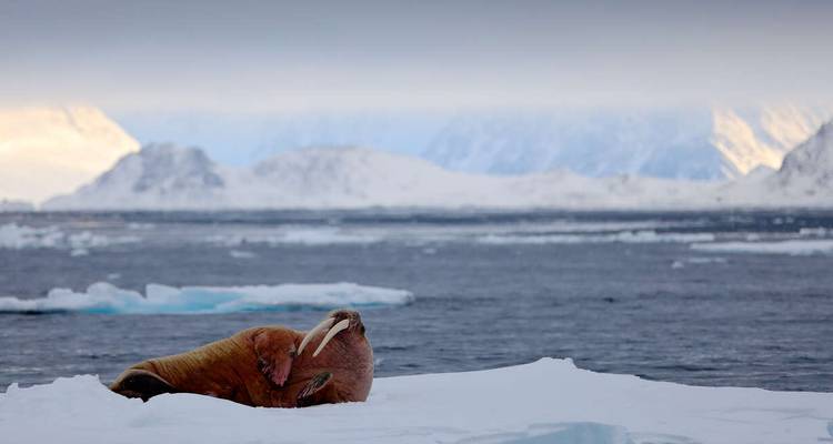 Spitsbergen, Greenland and Iceland Solar Eclipse Departure - M/V Greg Mortimer (Solar) - Explore! 2