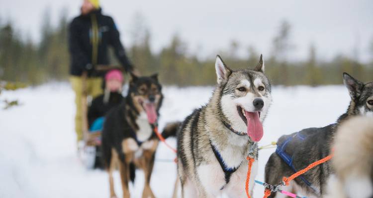 Experiencia Invernal Completa en Iglú - 6 Días en Laponia - Nordic Unique Travels 2