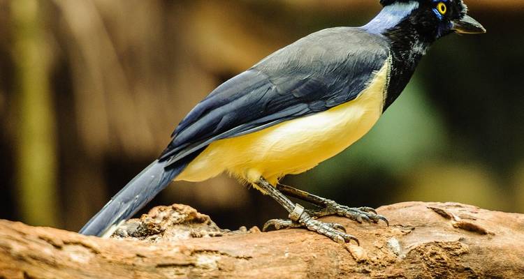 Amazon Ultimate Adventure for Thrill Seekers 6 Days/5 Nights - Across Caribbean Excursions  1