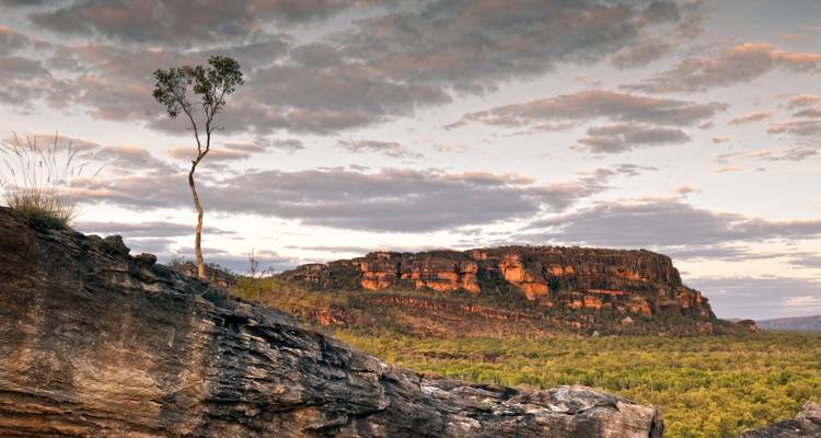 Lonely tree on a rocky hill with a dramatic sky in the background.