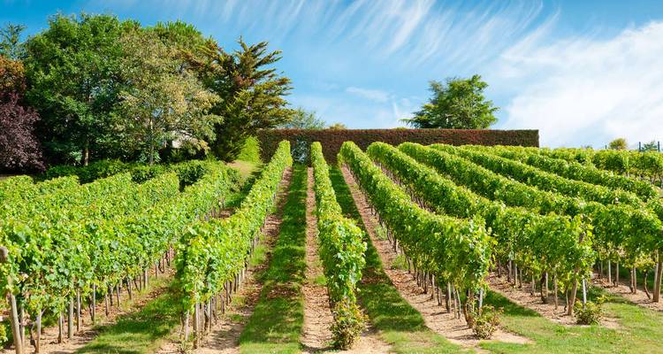 Des rangées de vignes dans un vignoble sous un ciel bleu.