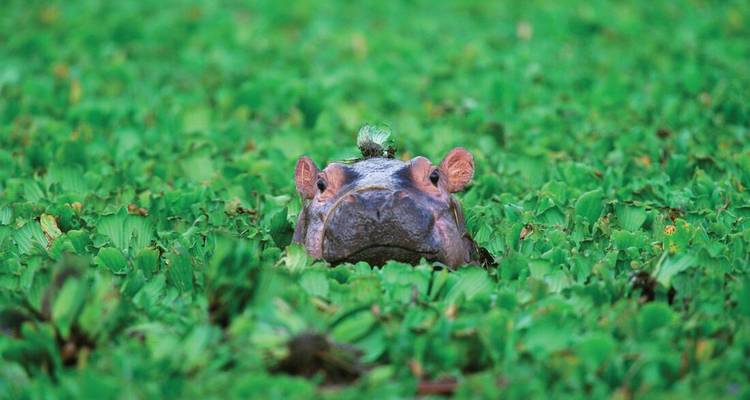 Un hippopotame qui jette un coup d'œil à travers les plantes aquatiques.