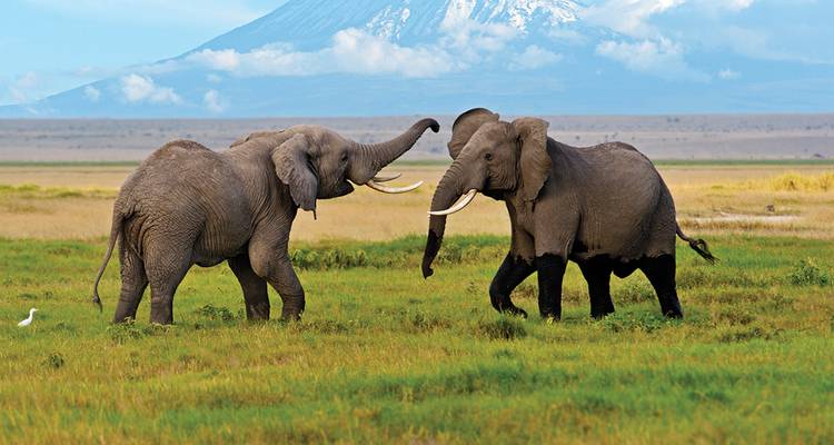 Des éléphants qui jouent dans la savane avec une montagne en arrière-plan.