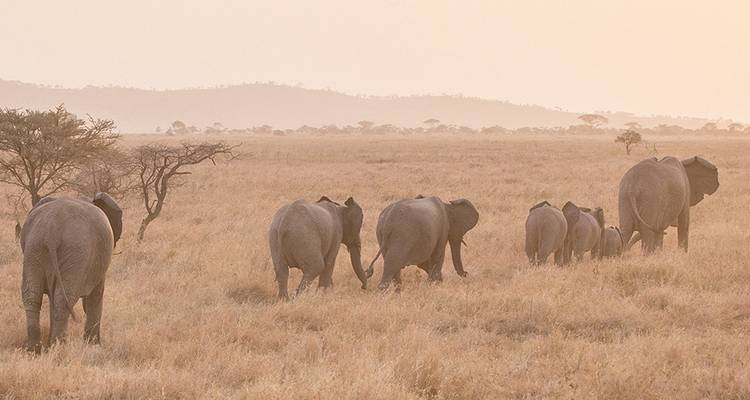 Un troupeau d'éléphants traversant la savane au coucher du soleil.