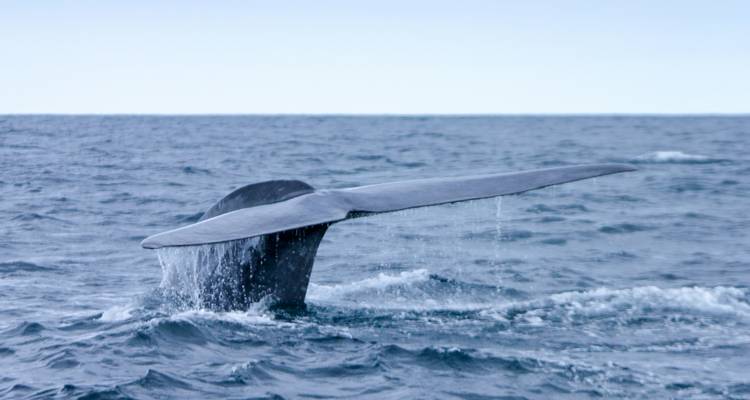 La queue d'une baleine perçant la surface de l'océan.