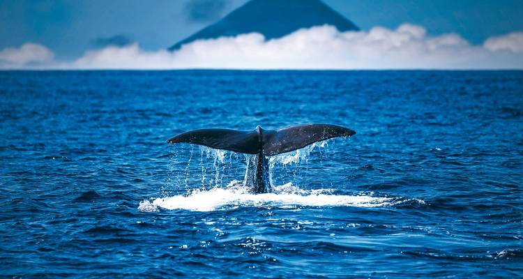 Whale watching and island hopping (from Ponta Delgada to Faial Island) - DERTOUR 4