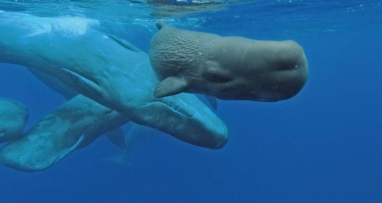 Whale watching and island hopping (from Ponta Delgada to Faial Island) - DERTOUR 10