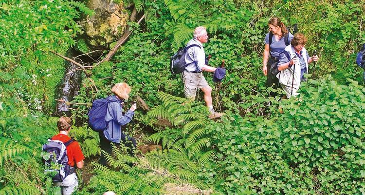 Groupe de personnes faisant de la randonnée dans une forêt verdoyante luxuriante.