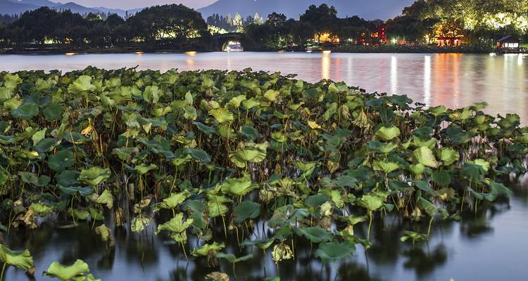 Des plantes de lotus dans un lac avec un pont illuminé au loin.