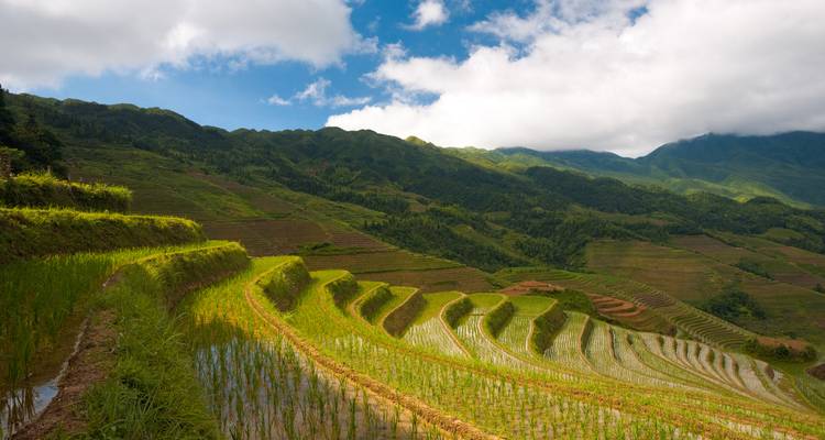 Üppige grüne Terrassenfelder unter einem blauen Himmel mit Wolken.