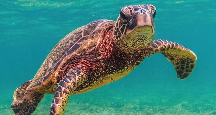 Actively Experience the Dream Islands of Hawaii - MEIERS WELTREISEN 7