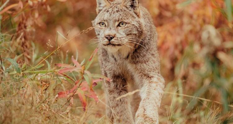 Luchs, der durch Herbstlaub läuft.