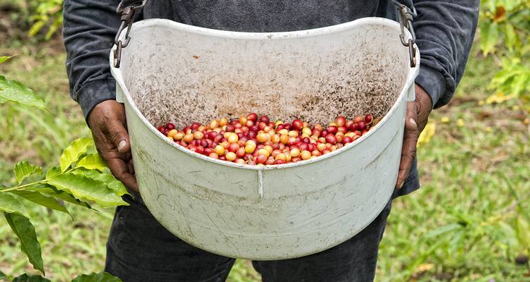 Une personne tenant un seau plein de cerises de café mûres dans les mains.
