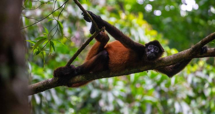 Costa Rica: Las Maravillas y la Fauna del Norte - G Adventures 2