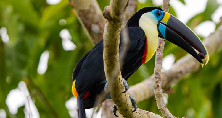 Le bonheur de la jungle au Tapiri Floating Lodge au cœur de l'Amazonie 5 jours et 4 nuits - Across Caribbean Excursions  3