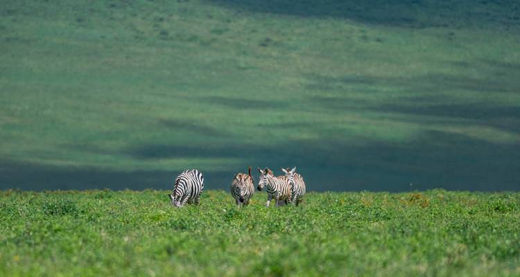 3 jours Lac Manyara, Ngorongoro et Tarangire - Samora Explorers Ltd 4