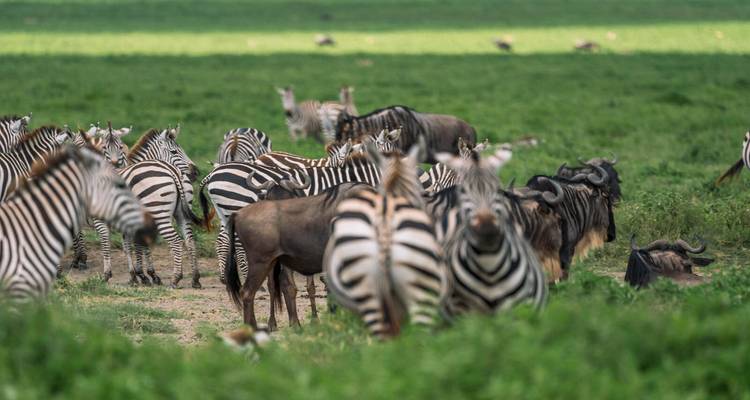 3 jours Lac Manyara, Ngorongoro et Tarangire - Samora Explorers Ltd 6